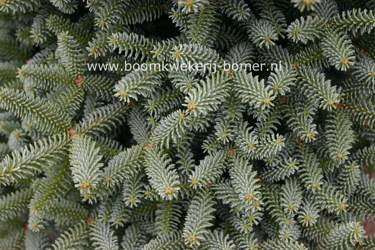 Abies pinsapo 'Horstmann'