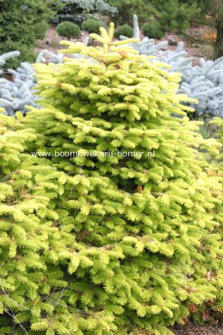 Abies nordmanniana 'Golden Spreader'