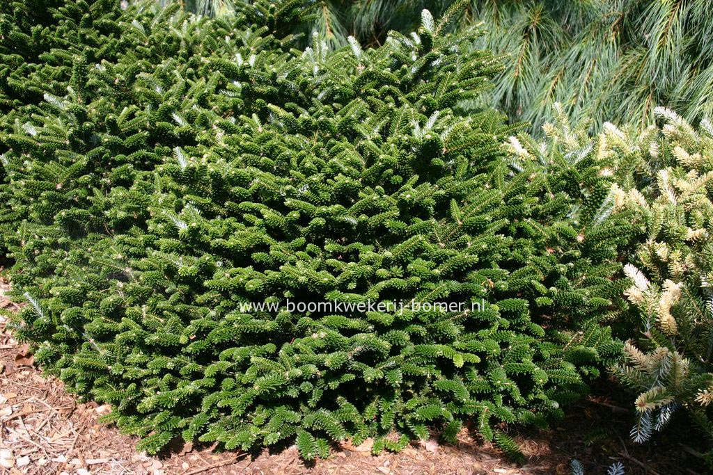 Abies koreana 'Oberon'