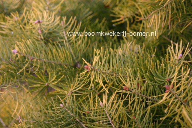 Abies concolor 'Wintergold'