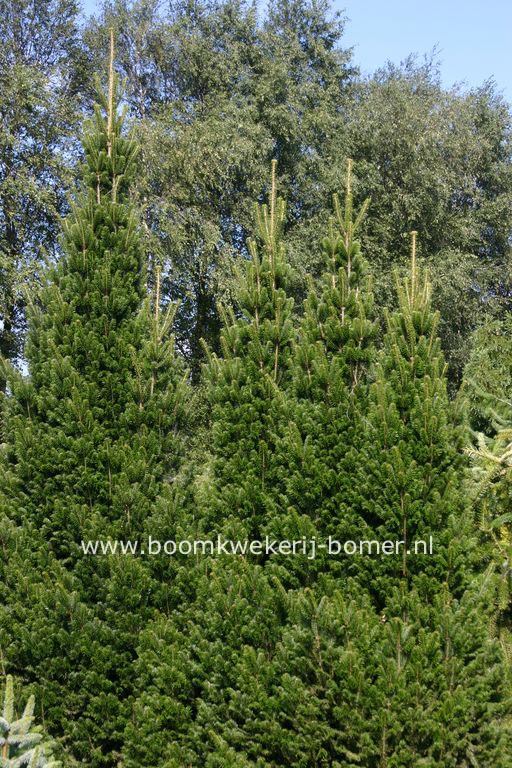 Abies alba 'Pyramidalis'