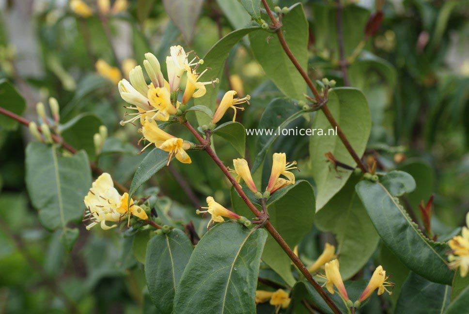 Lonicera henryi 'Copper Beauty'