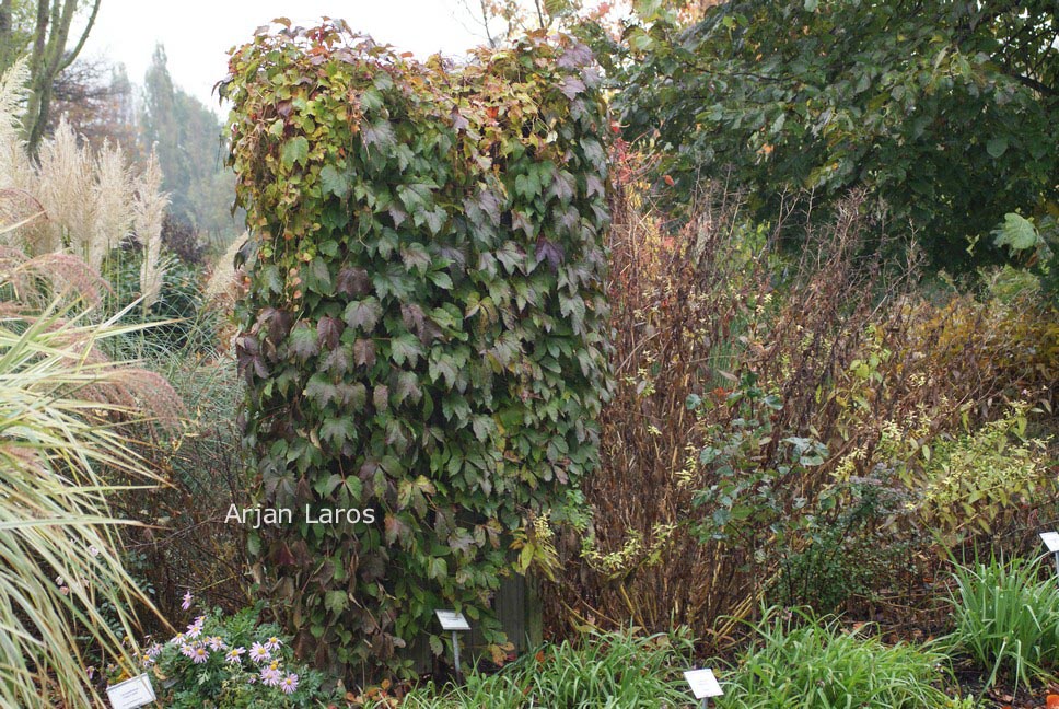 Parthenocissus tricuspidata 'Veitch Boskoop'