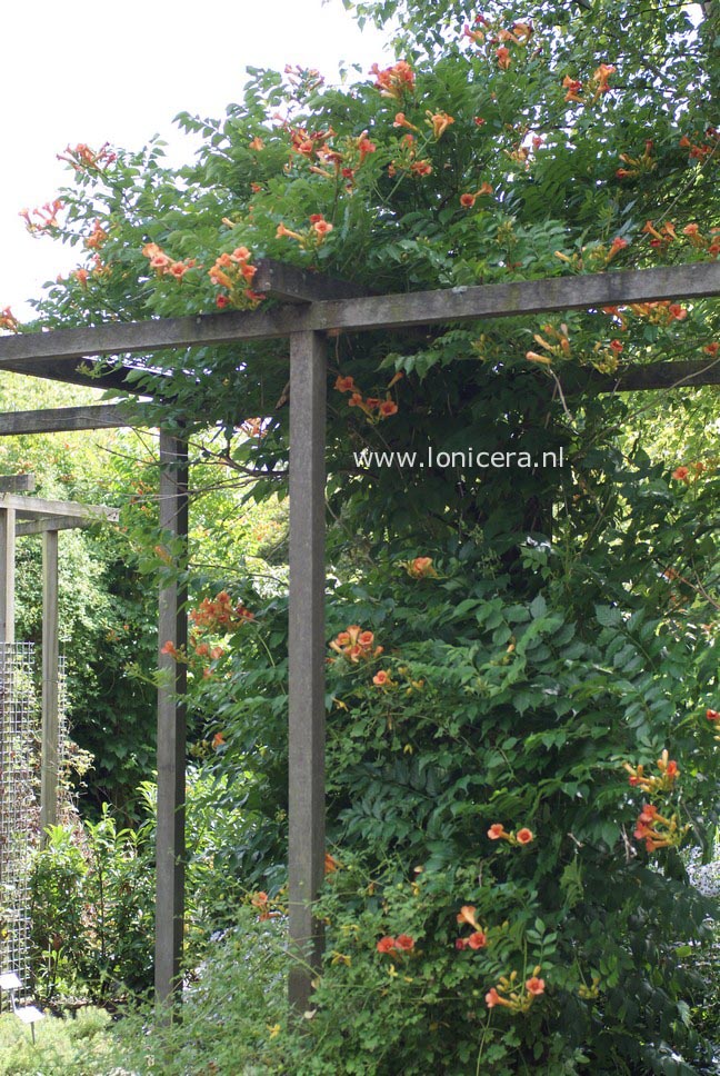 Campsis tagliabuana 'Kudian' (INDIAN SUMMER)