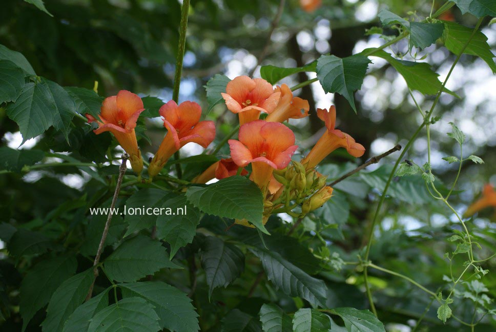 Campsis tagliabuana 'Kudian' (INDIAN SUMMER)