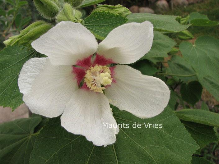 Hibiscus paramutabilis