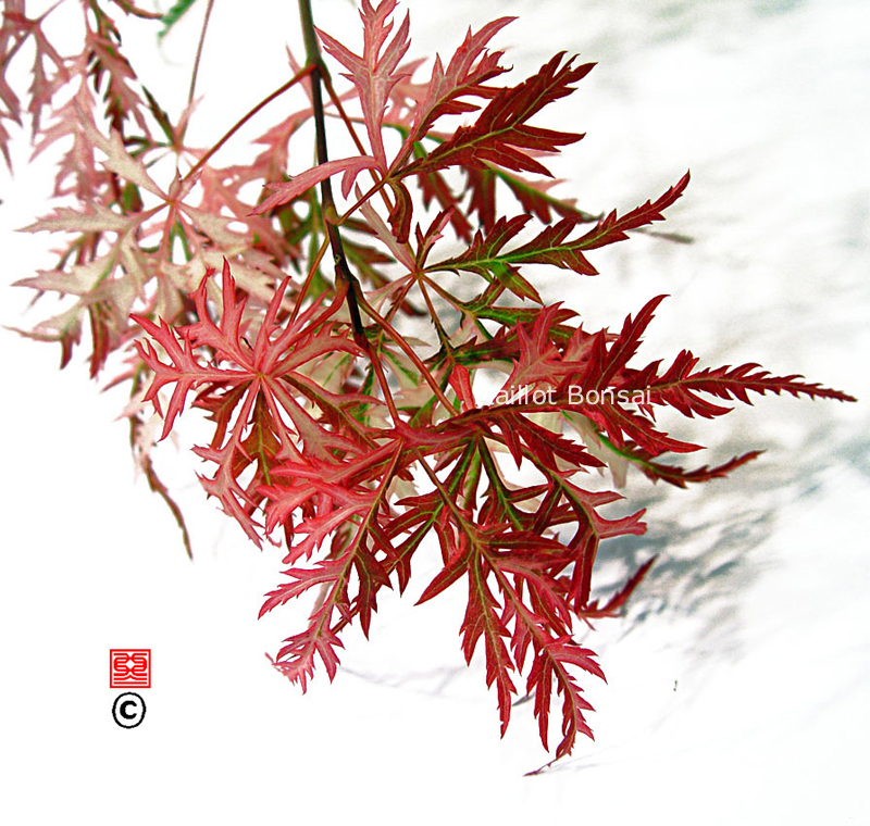Acer palmatum 'Hana matoi'