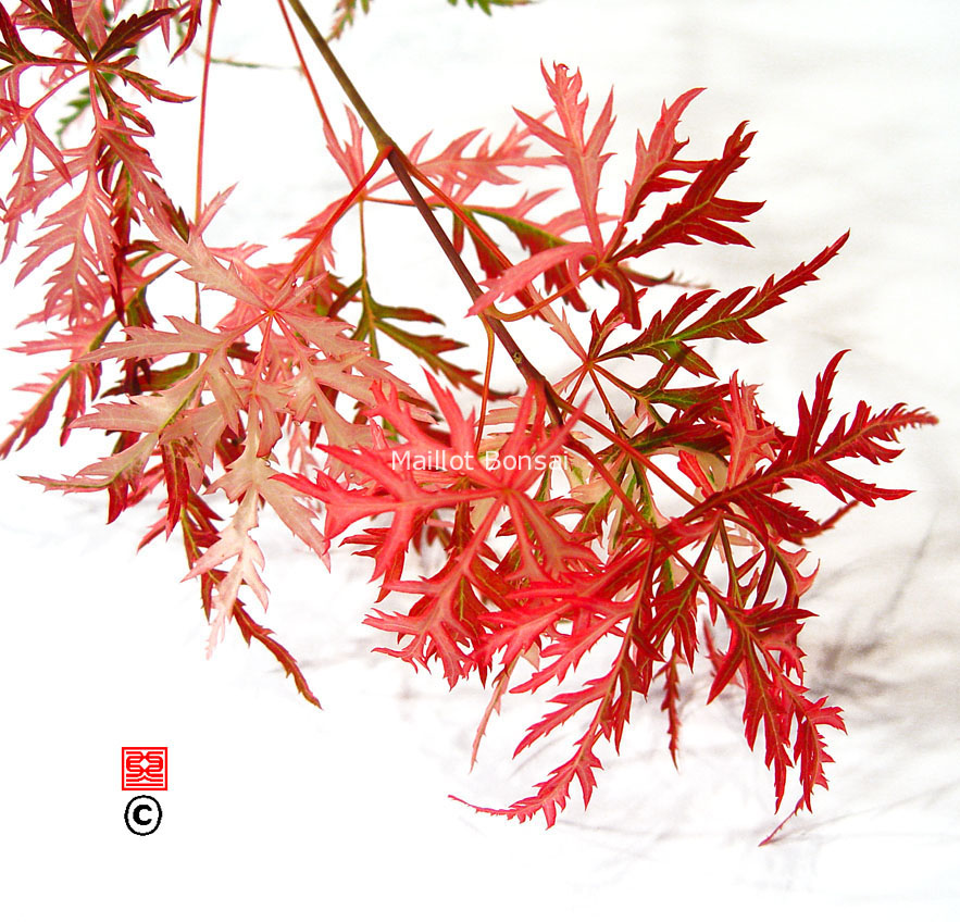 Acer palmatum 'Hana matoi'