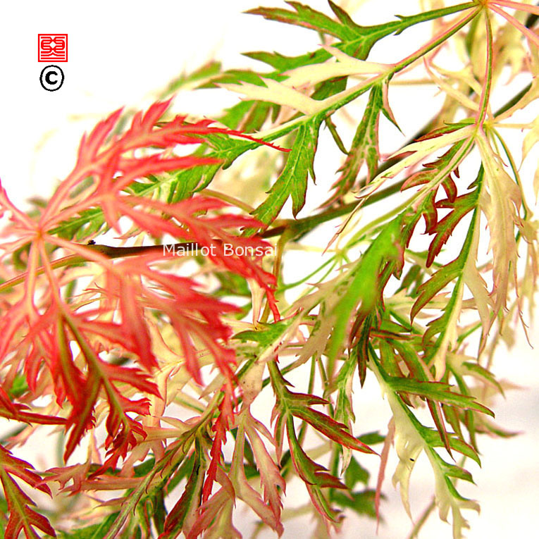 Acer palmatum 'Hana matoi'