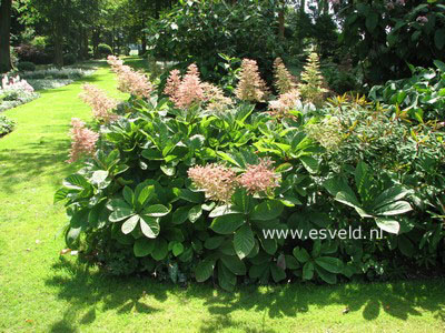 Rodgersia sambucifolia