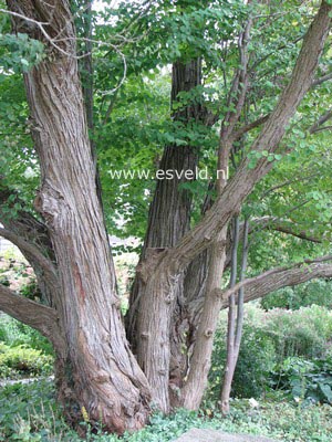 Cercidiphyllum japonicum