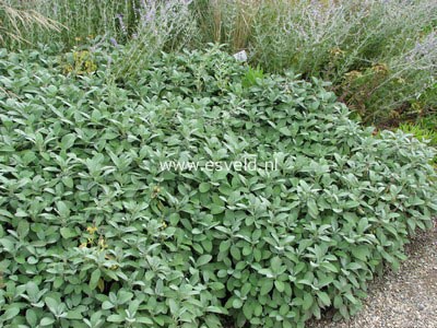 Salvia officinalis 'Berggarten'