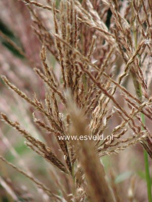 Miscanthus sinensis 'Graziella'