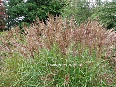 Miscanthus sinensis 'Graziella'