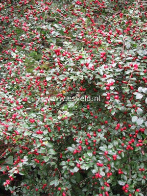 Cotoneaster divaricatus