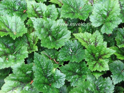 Tiarella 'Tiger Stripe'