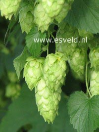 Humulus lupulus