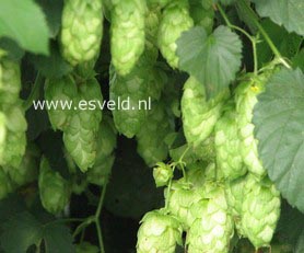 Humulus lupulus