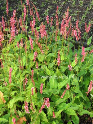 Persicaria amplexicaulis 'Orange Field'