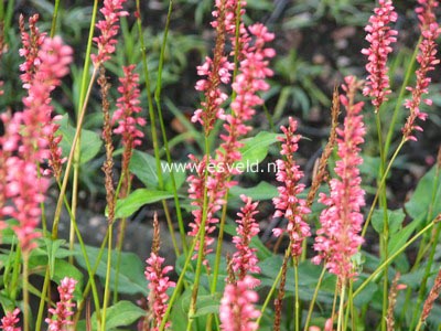 Persicaria amplexicaulis 'Orange Field'