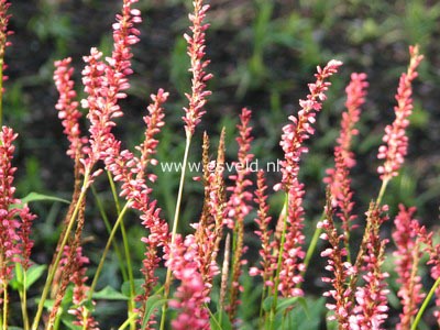 Persicaria amplexicaulis 'Orange Field'