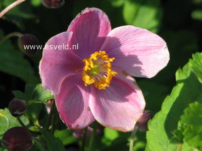 Anemone hupehensis 'Praecox'