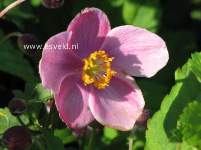 Anemone hupehensis 'Praecox'