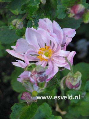 Anemone hybrida 'Loreley'