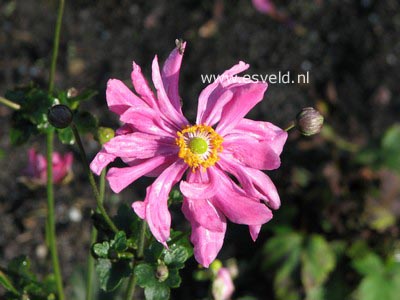 Anemone hupehensis 'Prinz Heinrich'