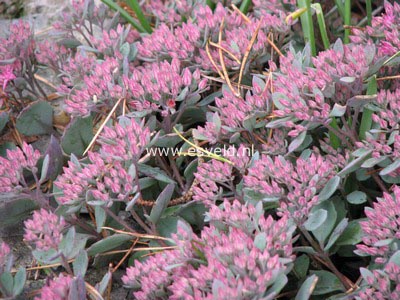 Sedum cauticolum 'Lidakense'