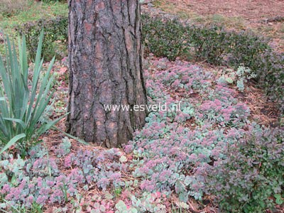 Sedum cauticolum 'Lidakense'