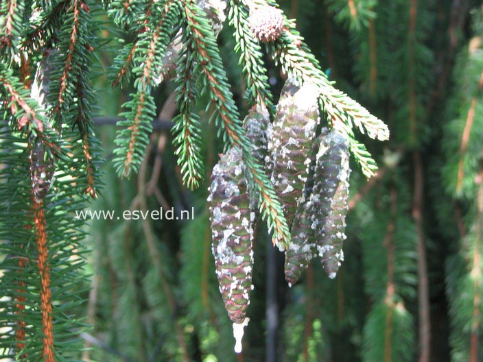 Picea orientalis 'Aureospicata'