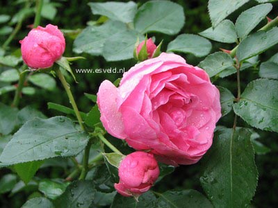 Rosa 'Meideauri' (LEONARDO DA VINCI)