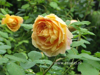 Rosa 'Ausmas' (GRAHAM THOMAS)