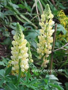 Lupinus 'Chandelier'