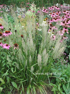 Calamagrostis brachytricha