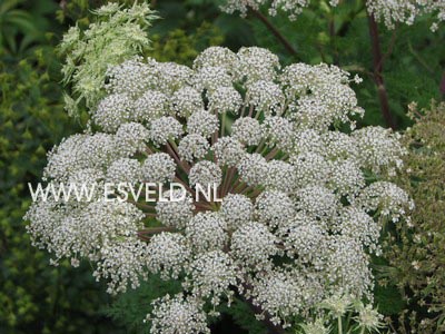 Selinum wallichianum