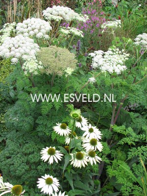 Selinum wallichianum