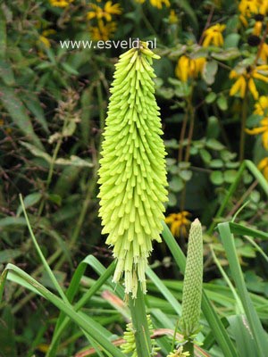 Kniphofia 'Percy's Pride'