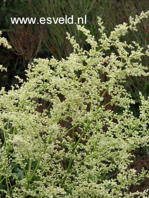 Artemisia lactiflora 'Elfenbein'