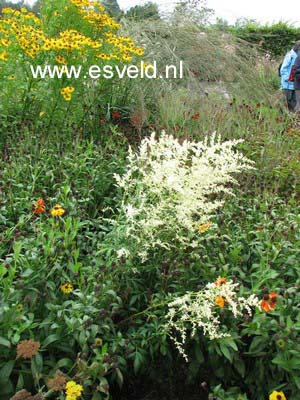 Artemisia lactiflora 'Elfenbein'
