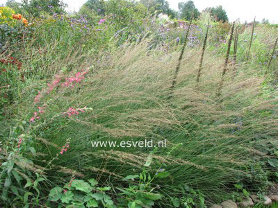 Molinia caerulea 'Edith Dudszus'