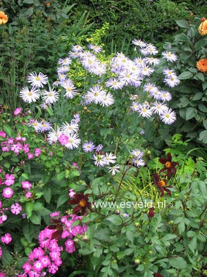 Aster frikartii 'Moench'