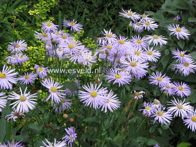 Aster frikartii 'Moench'