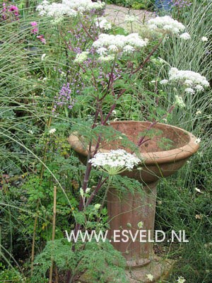 Selinum wallichianum