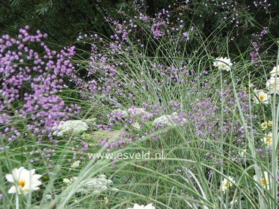 Miscanthus sinensis 'Morning Light'