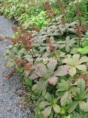 Rodgersia aesculifolia