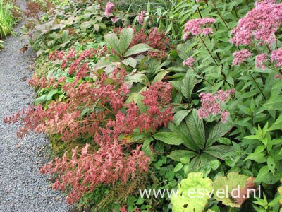 Rodgersia henrici