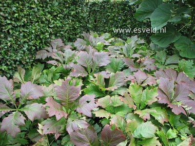 Rodgersia podophylla