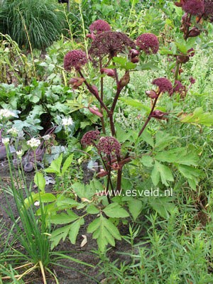 Angelica gigas